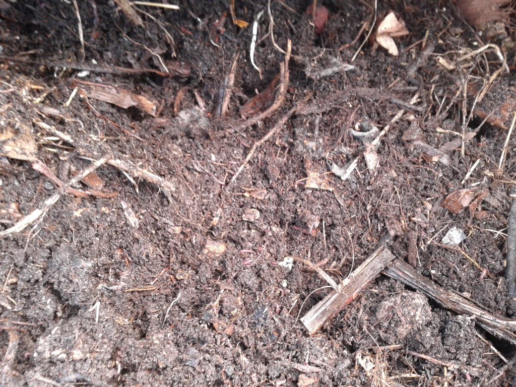 A picture of my worms producing vermicompost