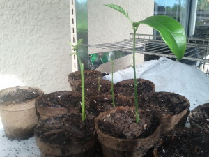 Jackfruit Seedlings